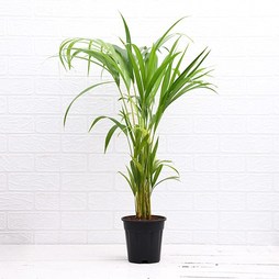 Areca Palm - Plant