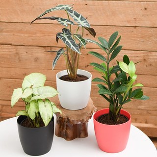 Send Top 3 Table Top Office Desk Plants Online In India At